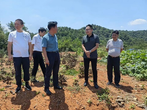 1692061653252016157.jpg 随县政协中药材调研2.jpg